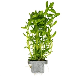Bacopa monnieri Compact 044A CLP